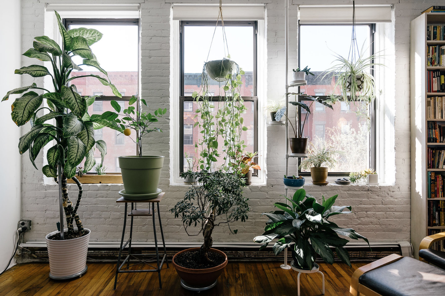 The Best Houseplant for Your Zodiac