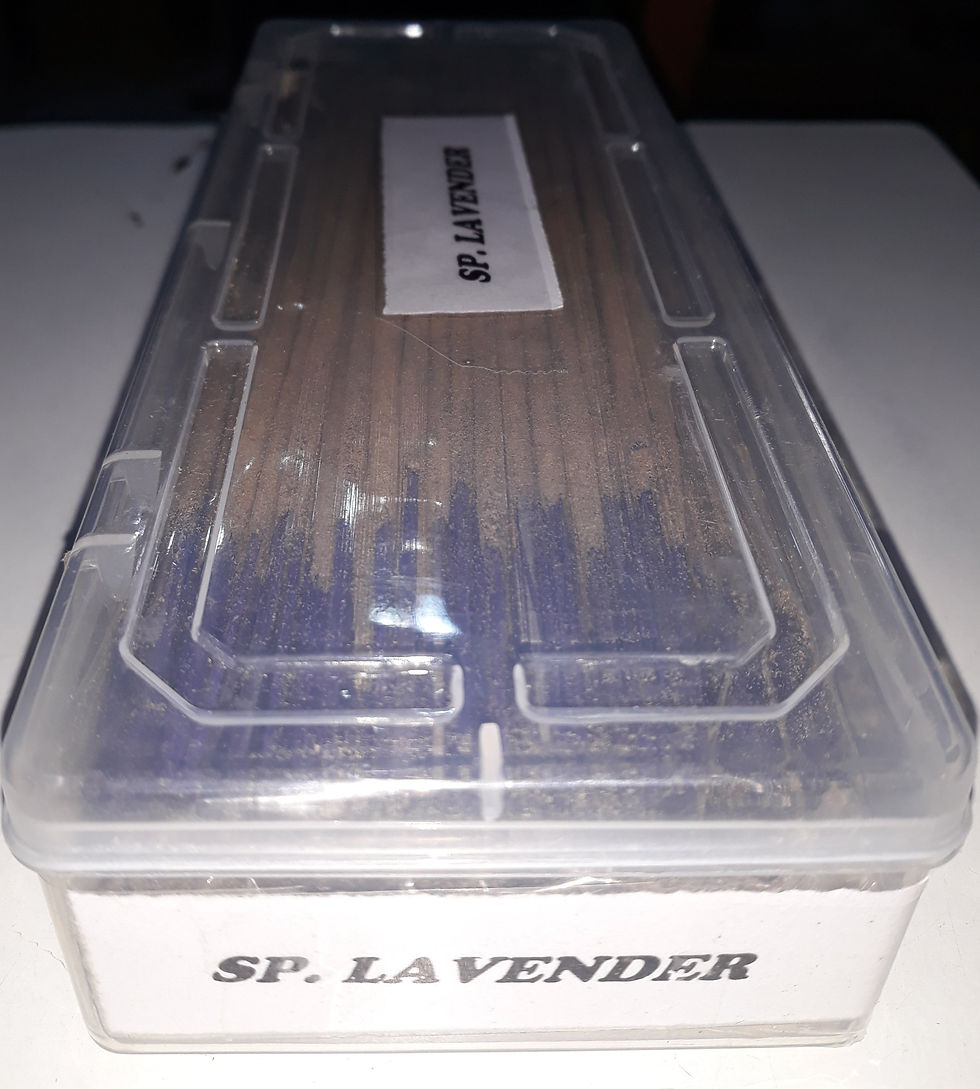 Thumbnail: Sp. Lavender