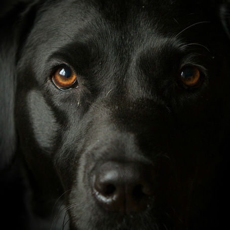 LA LEYENDA DEL PERRO NEGRO DE LA VILLA DE ZAACHILA