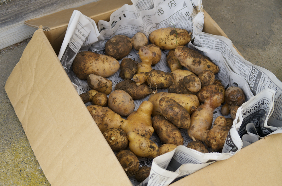 potatoes harvesting