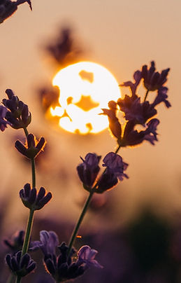 Fall_flowers.jfif