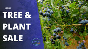 2026 Tree & Fish Sale