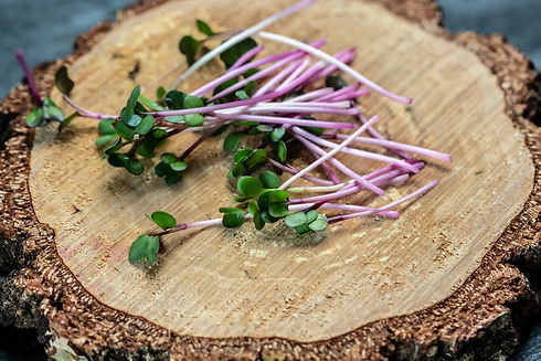 Sprouting Microgreens at home green leaves and purple stems on a wooden stump, Vegan and h