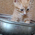 amorkitten1.jpeg