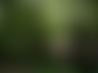 A Wild Weekend in Somerset