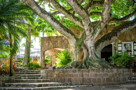  Montpelier Plantation Nevis 