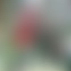 公園の最近の様子（ミツバチ写真注意）