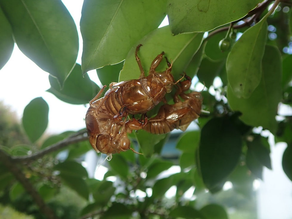 アブラゼミの抜け殻は茶色でつるつるしています
