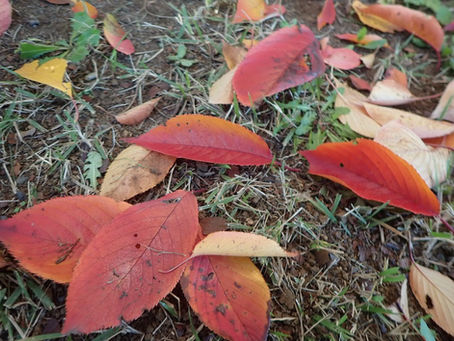 赤色黄色の紅葉