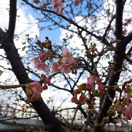 河津桜の開花状況