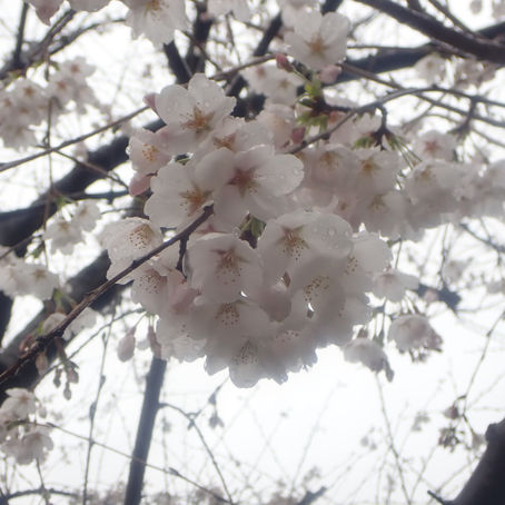 春の開花情報 その２