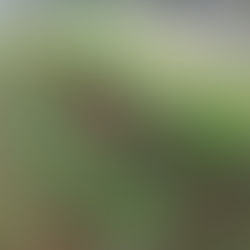 花壇の模様替え