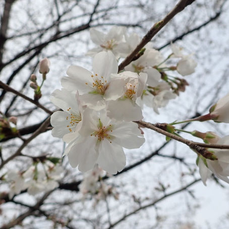 ソメイヨシノ開花してきました！