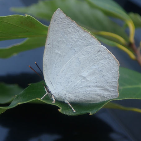 冬の生き物たち