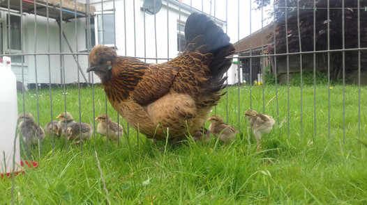 Hen and chicks
