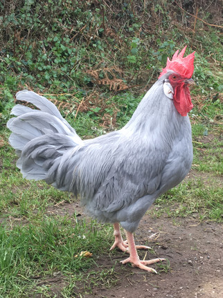 Colourful chickens