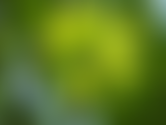 Baumpflege Tipps für gesunde Bäume