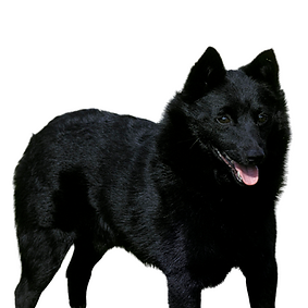 Schipperke (Skip).png
