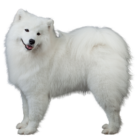 Samoyed.png