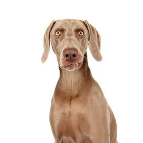 Weimaraner.png