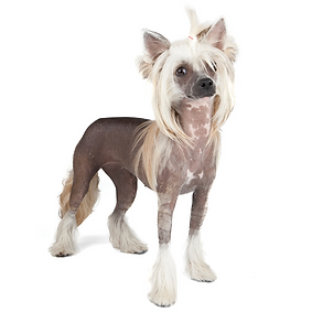 Chinese Crested.png