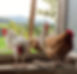 image0 Hühner mit Aussicht bei uns.jpeg