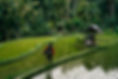 Bali.jpg