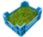 chervil box