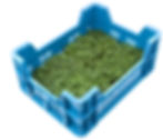 green shiso box