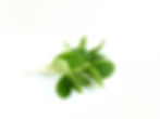 borage afgesneden - 40g per schaal