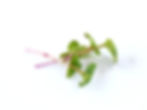 china rose afgesneden - 100g per pot