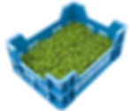 tagette box