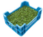 daikon box