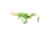 chervil afgesneden - 30 per schaal
