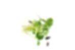 sunflower afgesneden - 100g per pot