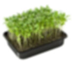 cilantro cel