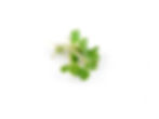 rucola afgesneden - 40g per schaal