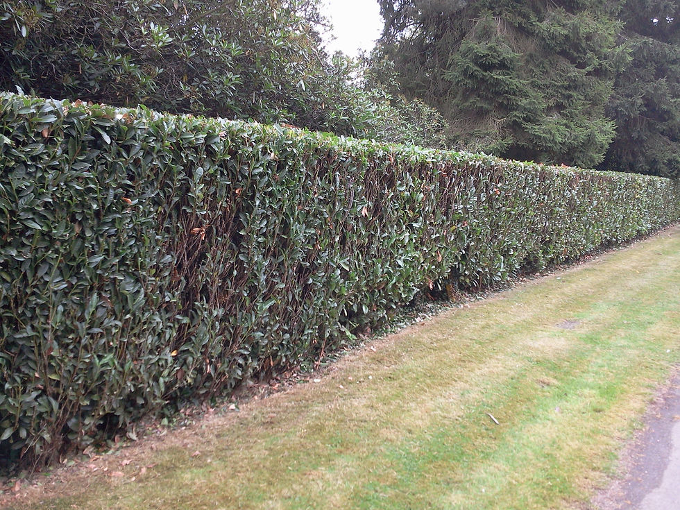 Hedge Cutting