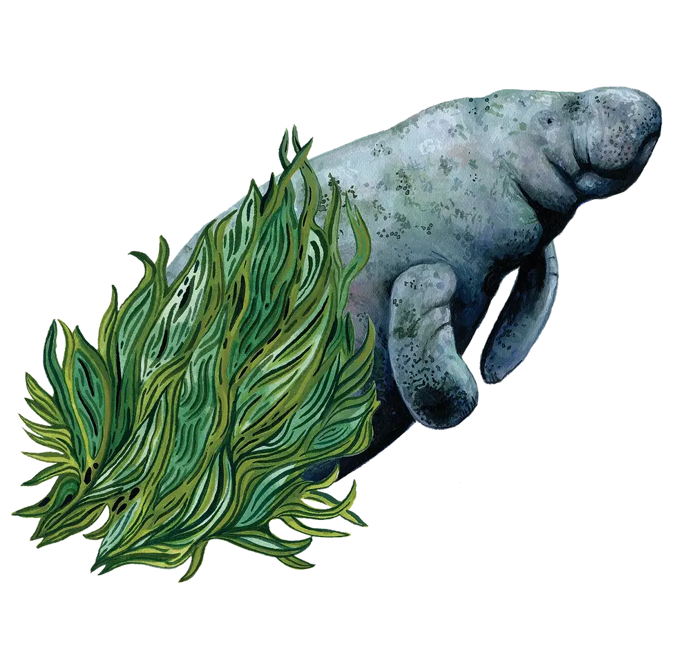 manatee.webp