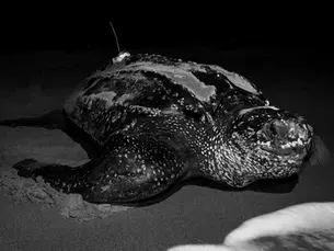 Should Endangered Turtles Have Legal Rights?