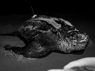 Should Endangered Turtles Have Legal Rights?
