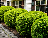 MotiveGreen_Shrub_Trimming_Image.png