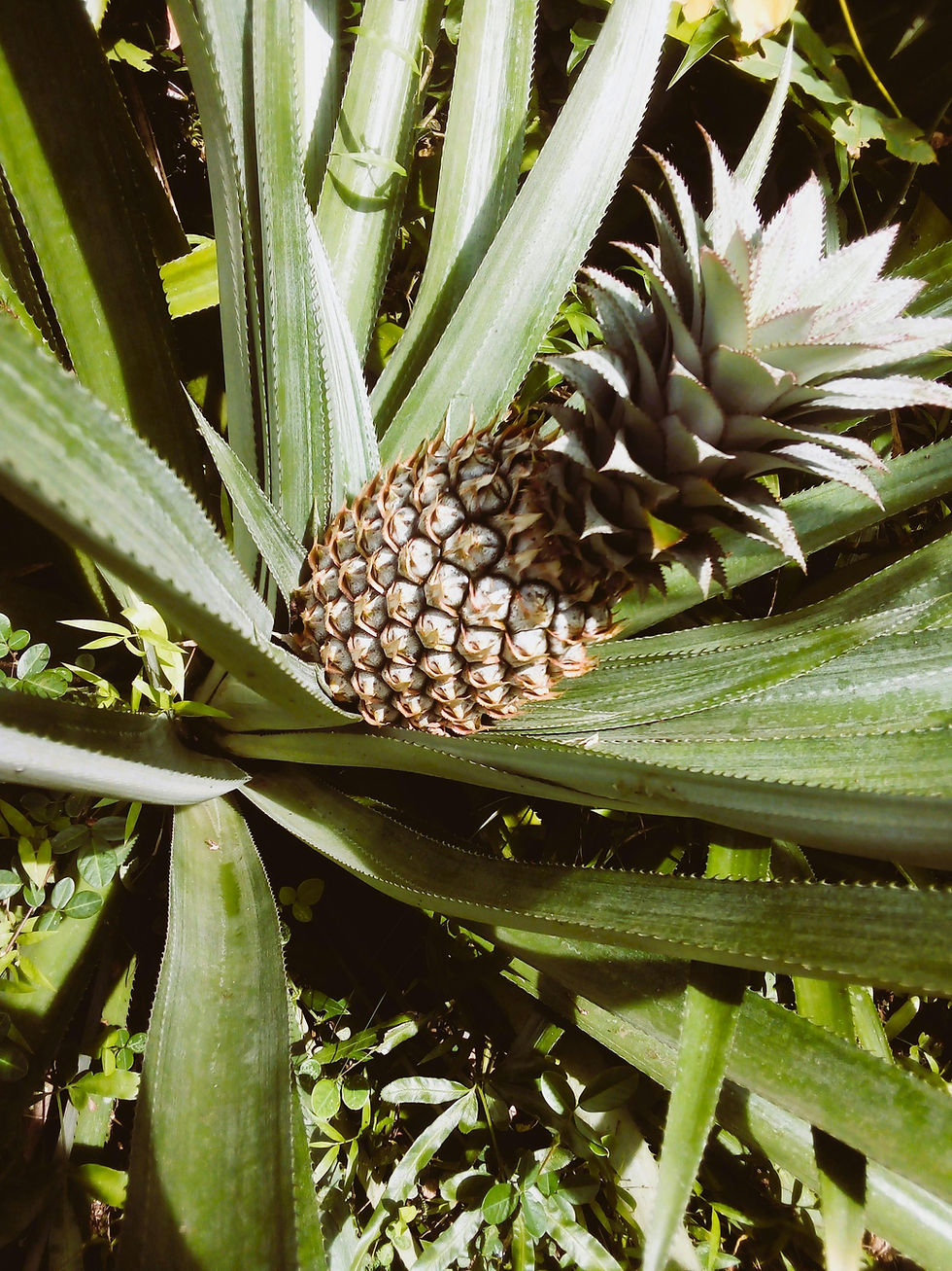 cadeau-en-cuir-vegetal-veganl.jpg