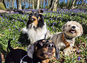 Dog walking in the woods