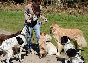 dogs on a walk