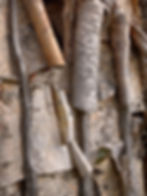 Birch Bark III of III