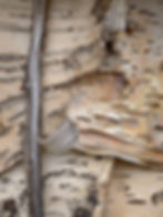 Birch Bark II of III