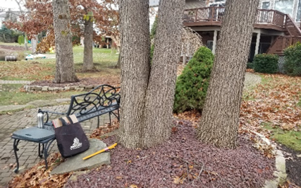 Improperly planted trees before root surgery