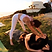 Classes with That Yoga Lady