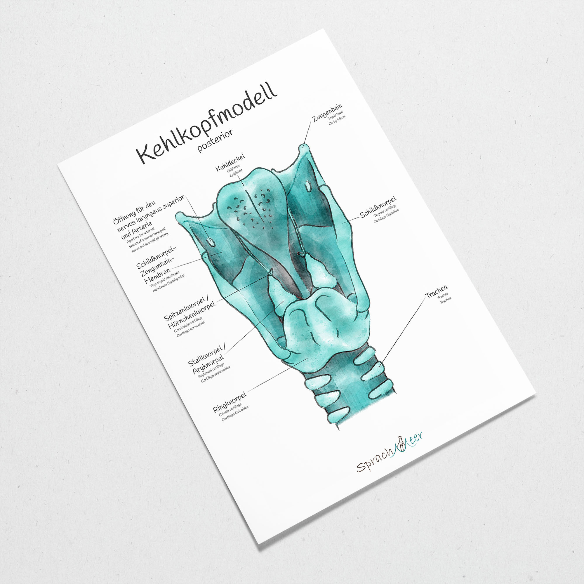 Das kleine Kehlkopf-Poster, Posterior, Watercolor